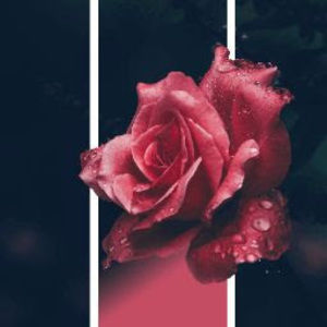 Meet your Posher, Mona